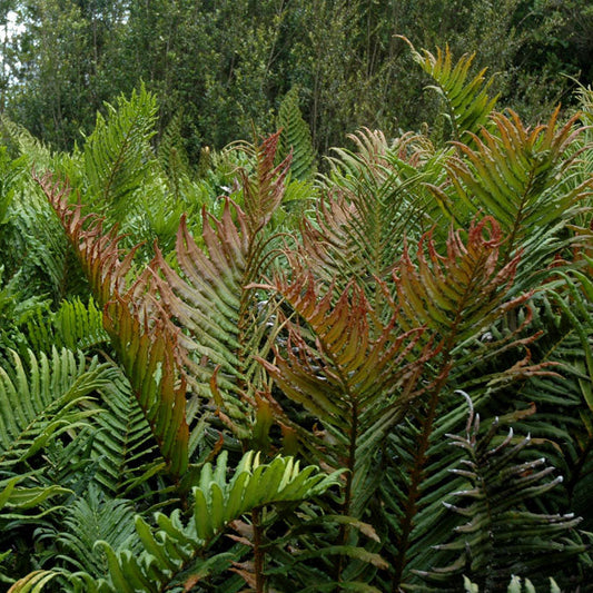 Blechnum chilense — Costilla de Vaca