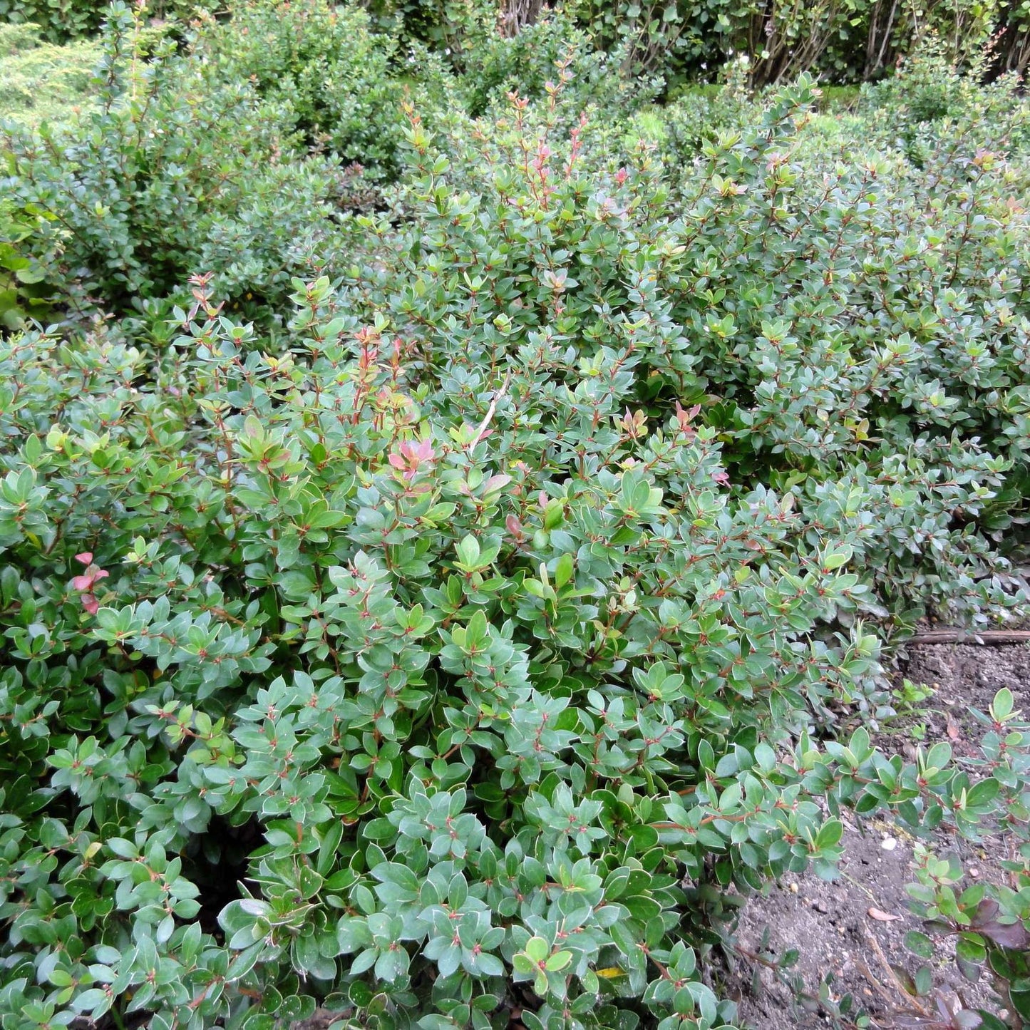 Berberis microphylla — Calafate
