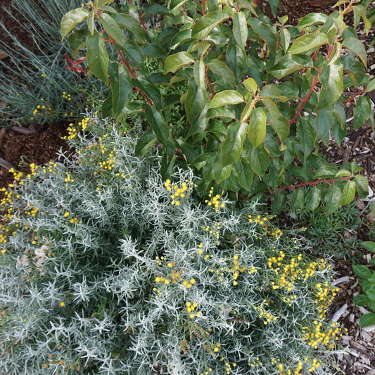 Senecio patagonicus — Mata gris