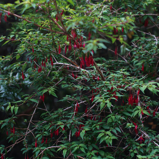 Fuchsia magellanica — Chilco
