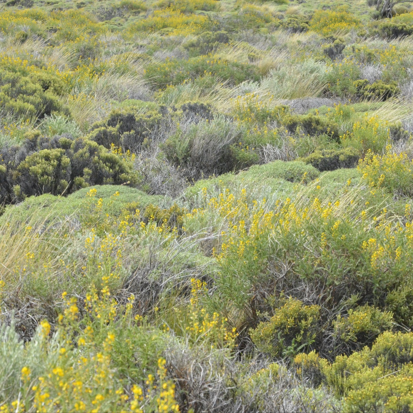 Adesmia boronioides — Paramela