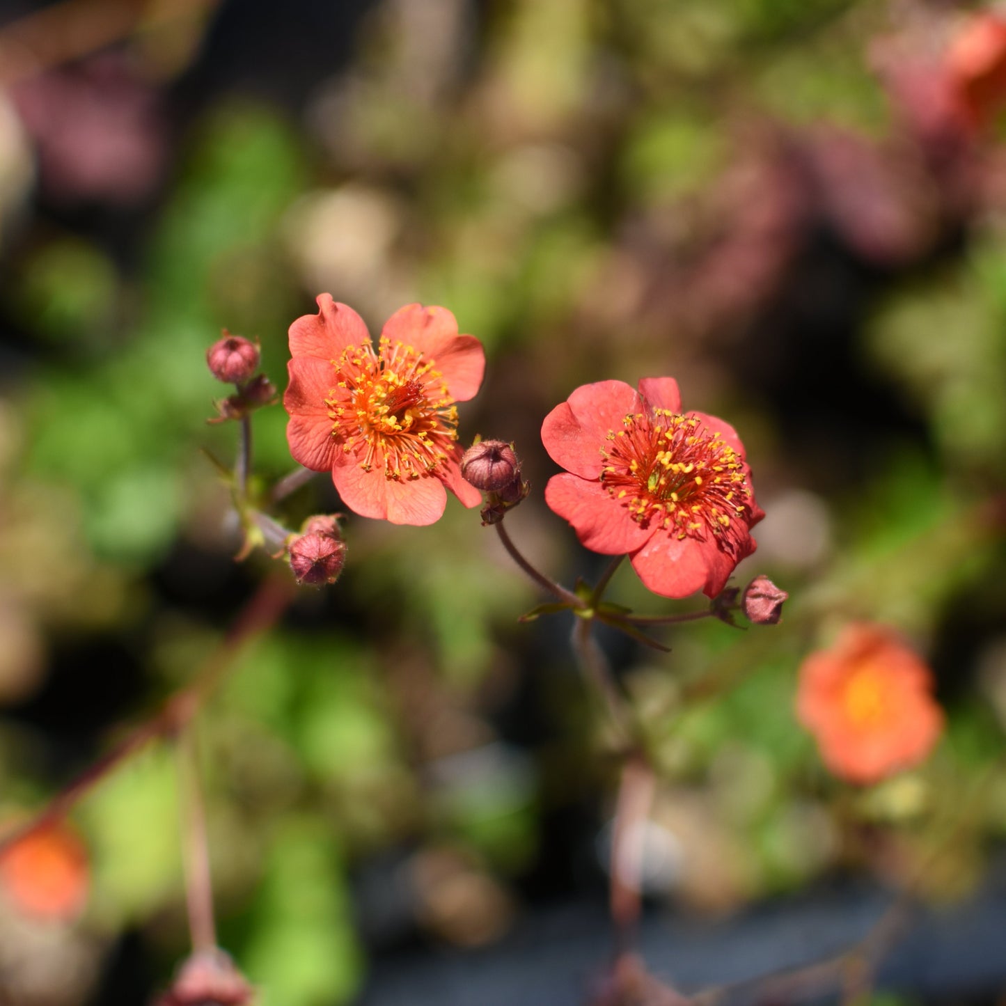 Geum chiloense — Hierba del clavo rojo