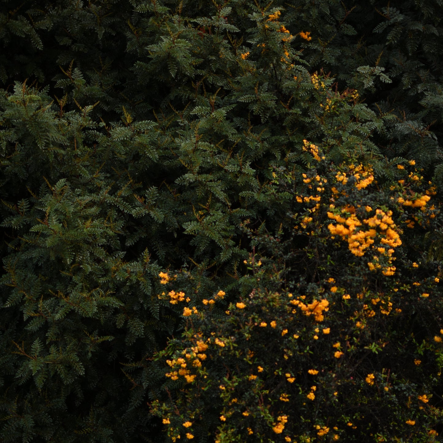 Berberis darwinii — Michay