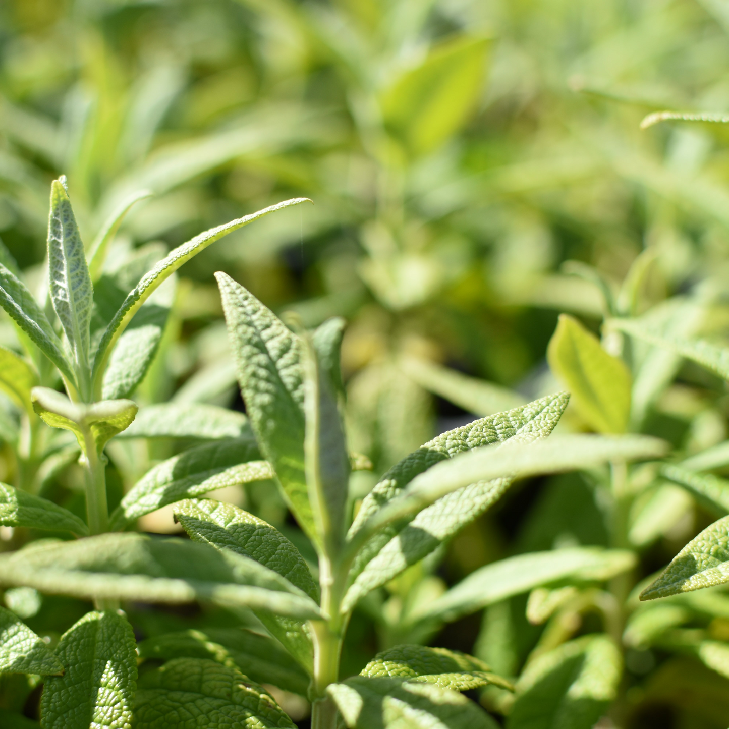 Buddleja globosa — Matico