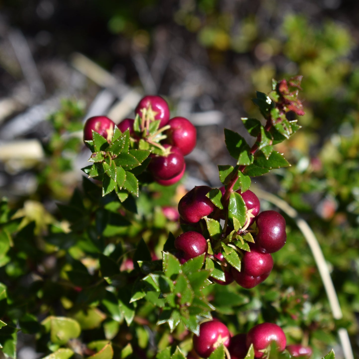 Gaultheria mucronata — Chaura