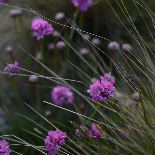 Armeria maritima — Siempreviva rosada