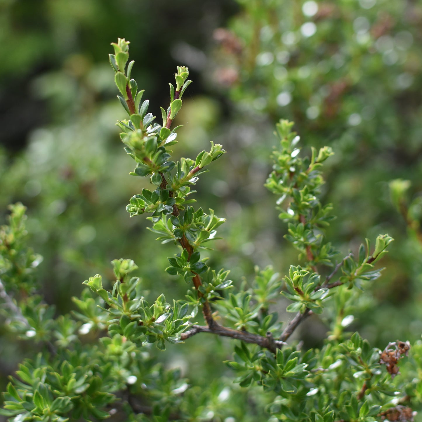 Escallonia virgata — Chapel