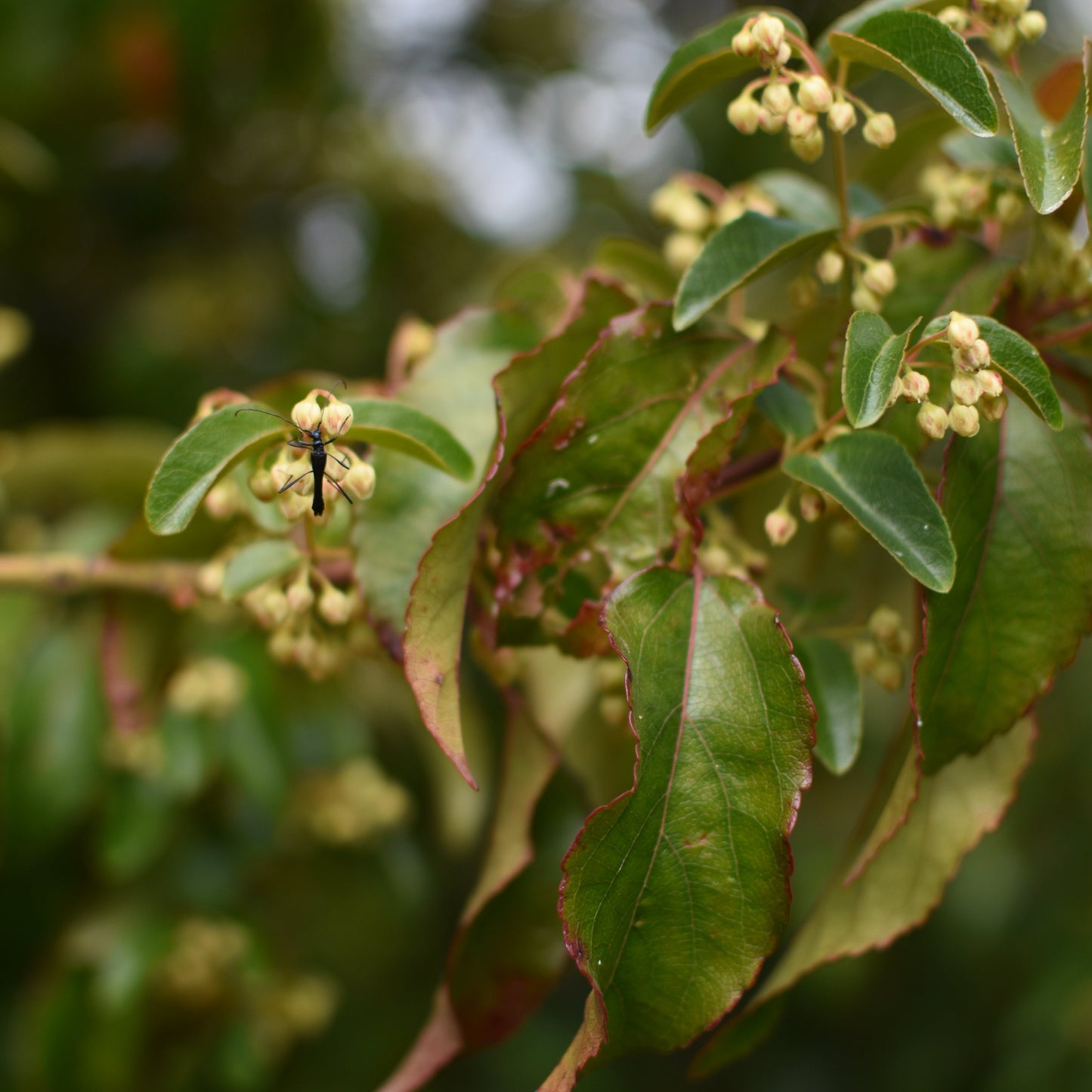 Aristotelia chilensis — Maqui