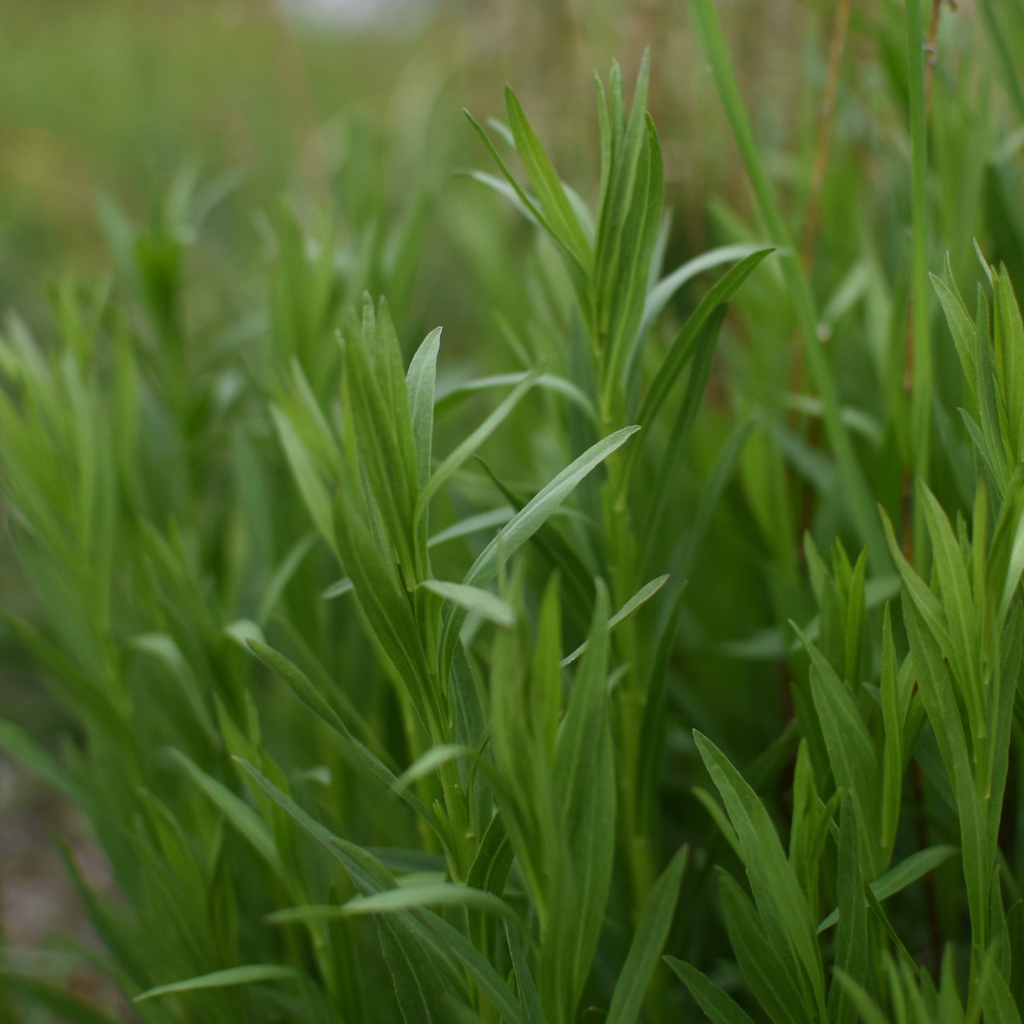 Solidago chilensis — Vara de oro