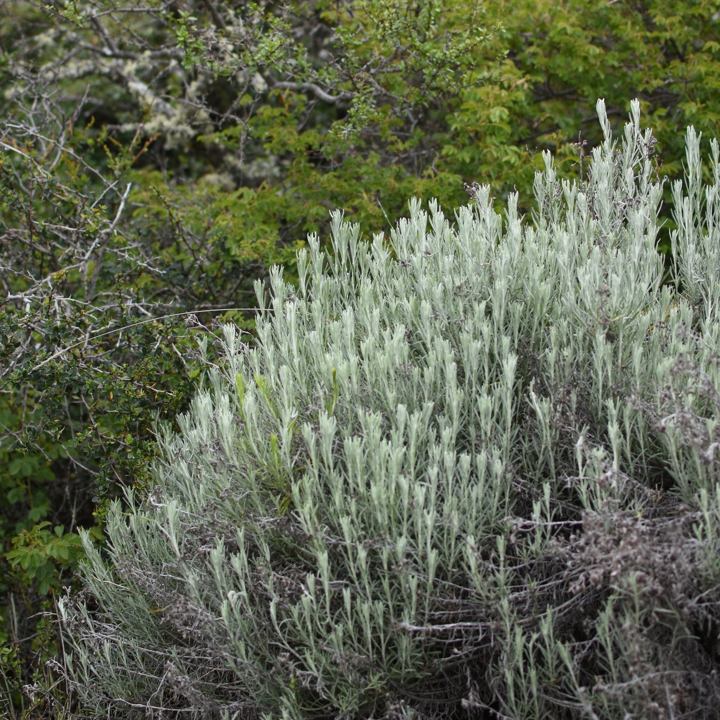 Senecio patagonicus — Mata gris