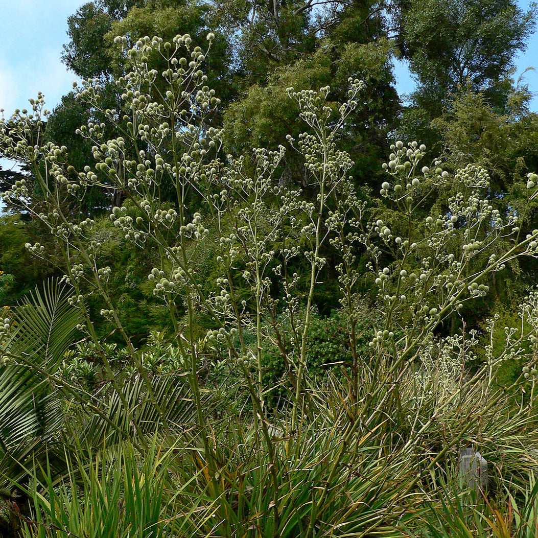 Eryngium paniculatum — Chupalla