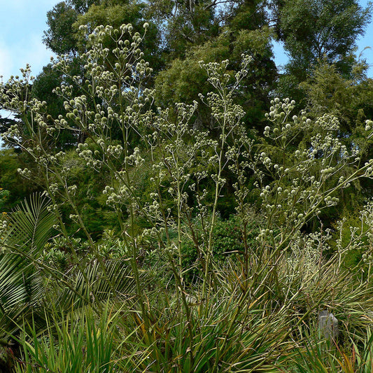 Eryngium paniculatum — Chupalla