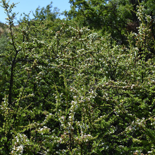 Escallonia virgata — Chapel