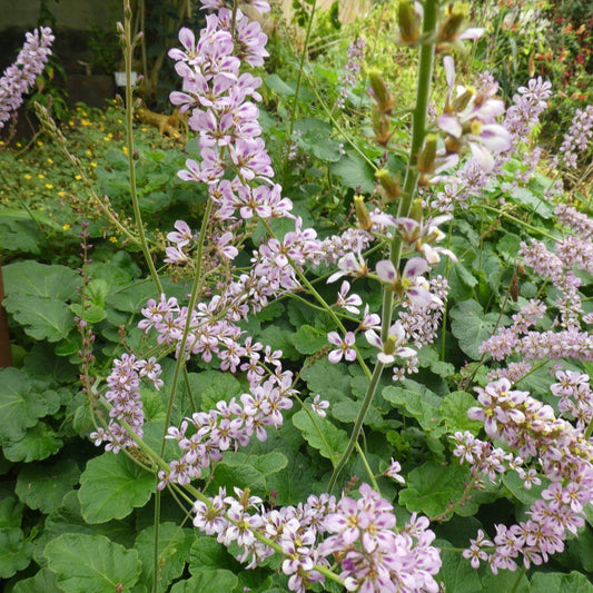 Francoa appendiculata — Vara de mármol