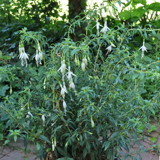 Fuchsia magellanica — Chilco blanco