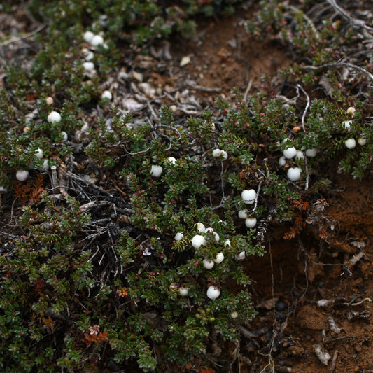 Gaultheria pumila — Chaura enana