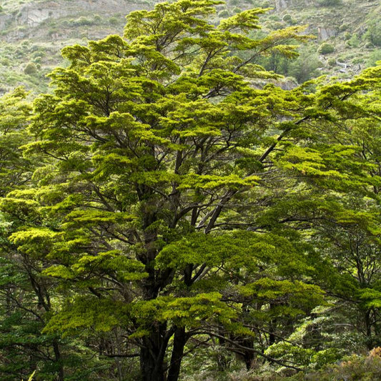 Nothofagus pumilio — Lenga