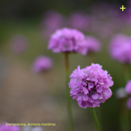 Sticker Flora Nativa — Siempreviva