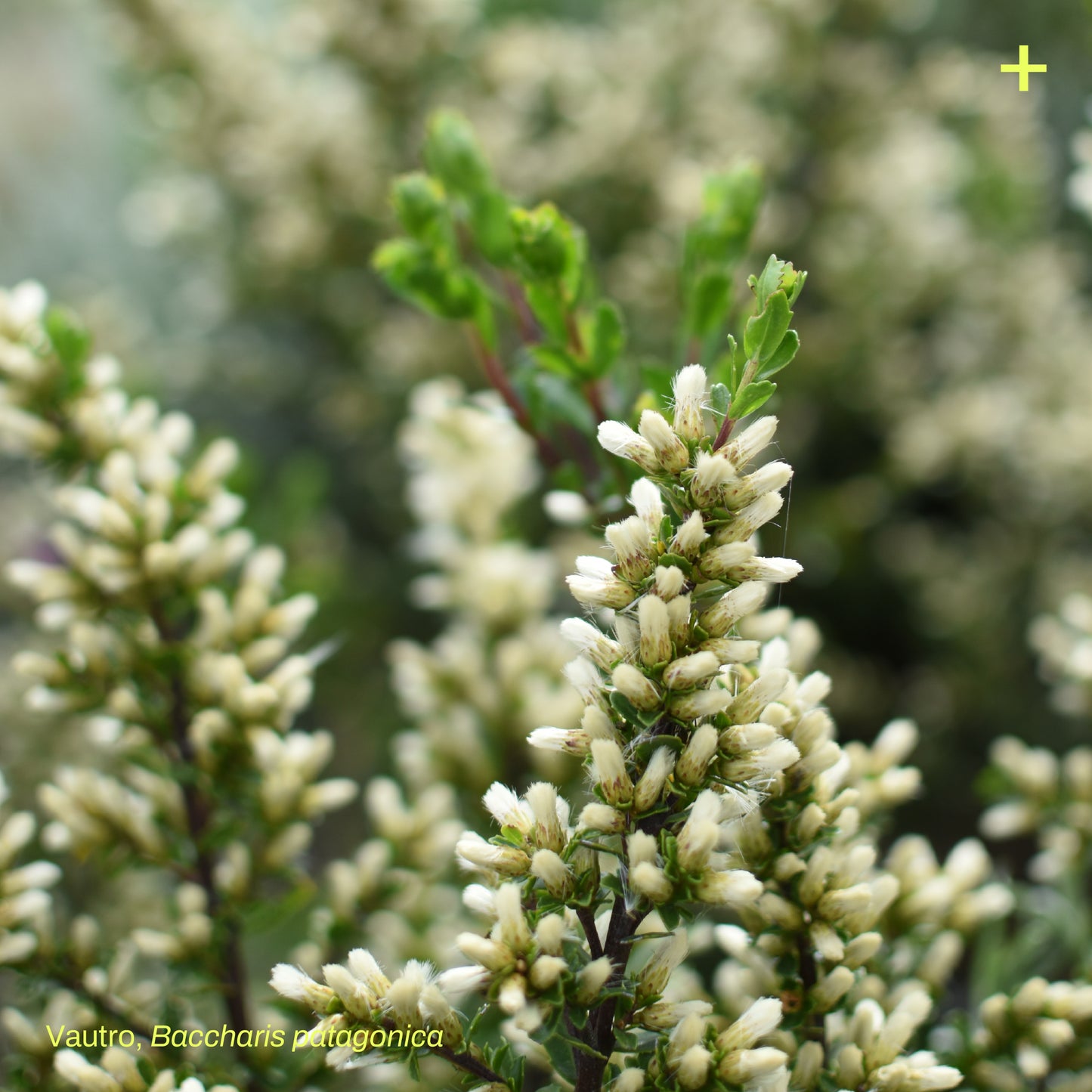 Sticker Flora Nativa — Vautro