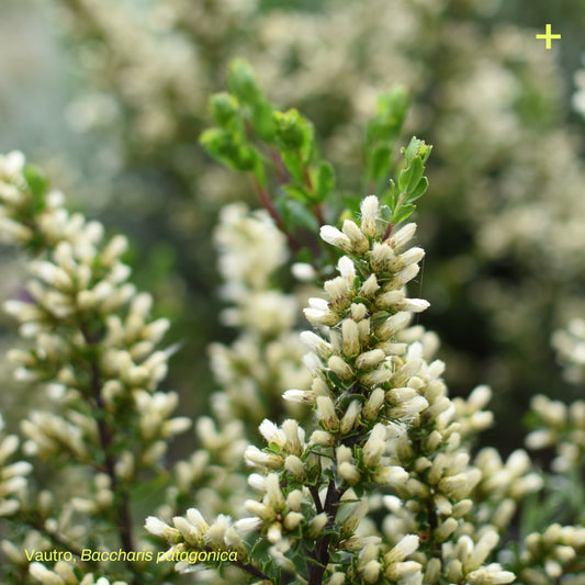 Sticker Flora Nativa — Vautro