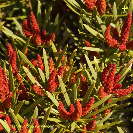 Sticker Flora Nativa — Duraznillo