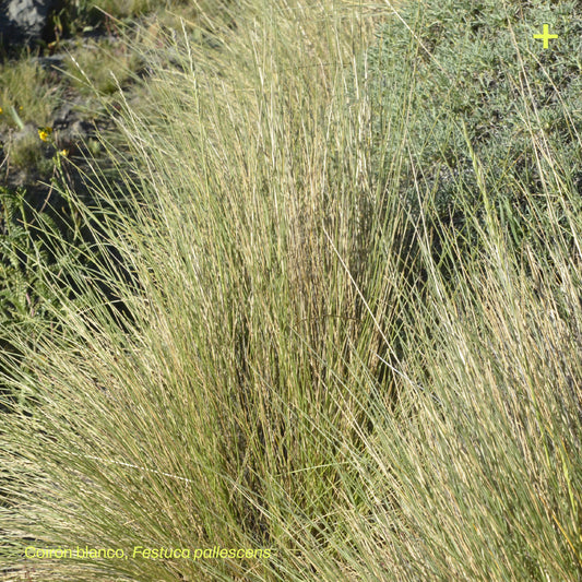 Sticker Flora Nativa — Coirón Blanco