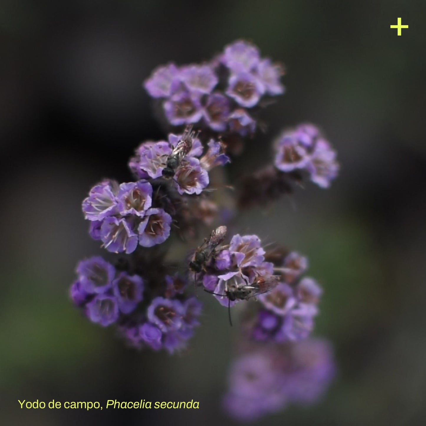 Sticker Flora Nativa — Yodo de Campo