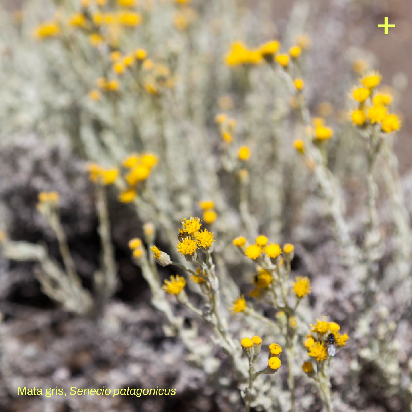 Sticker Flora Nativa — Senecio