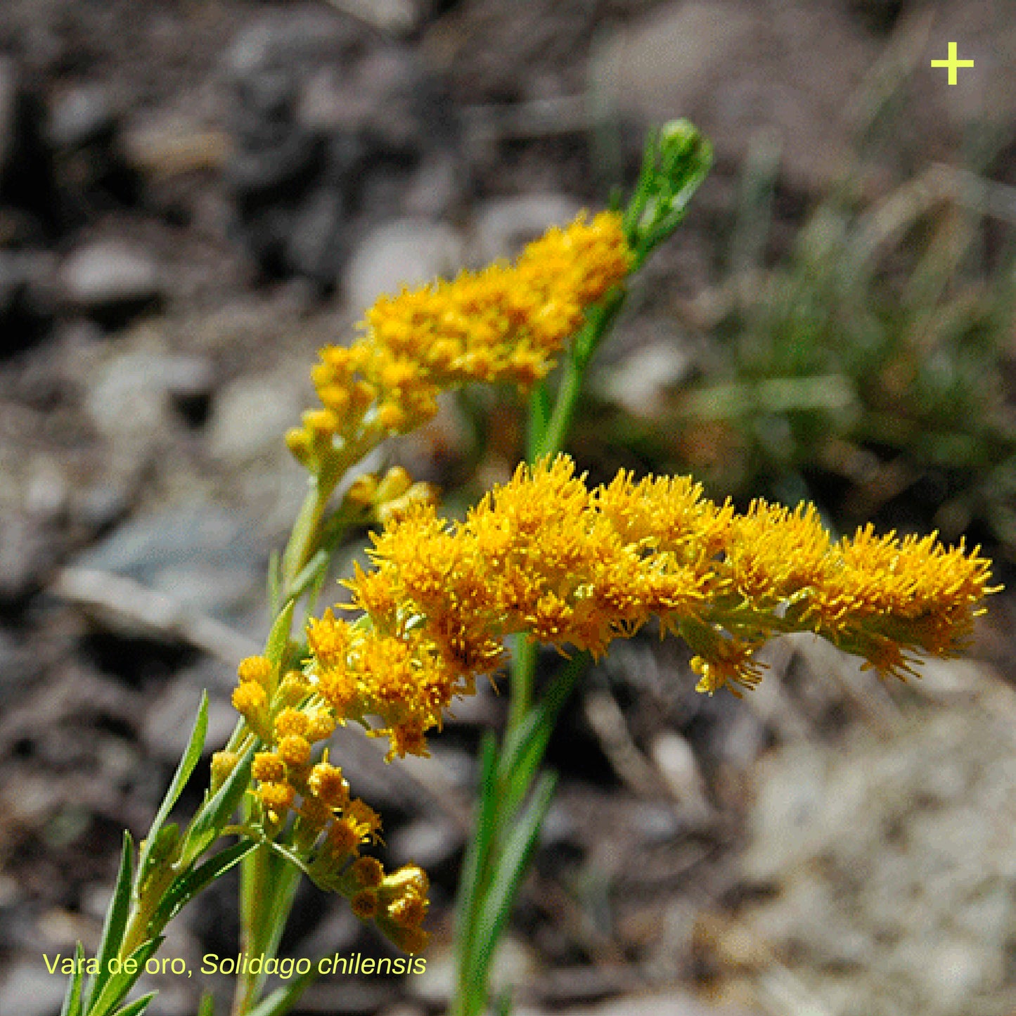 Pack Jardín de Lluvia