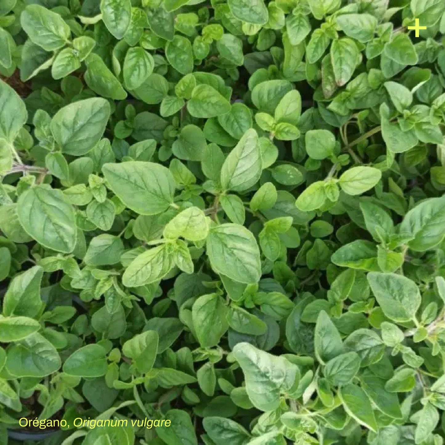 Pack Jardín Medicinal
