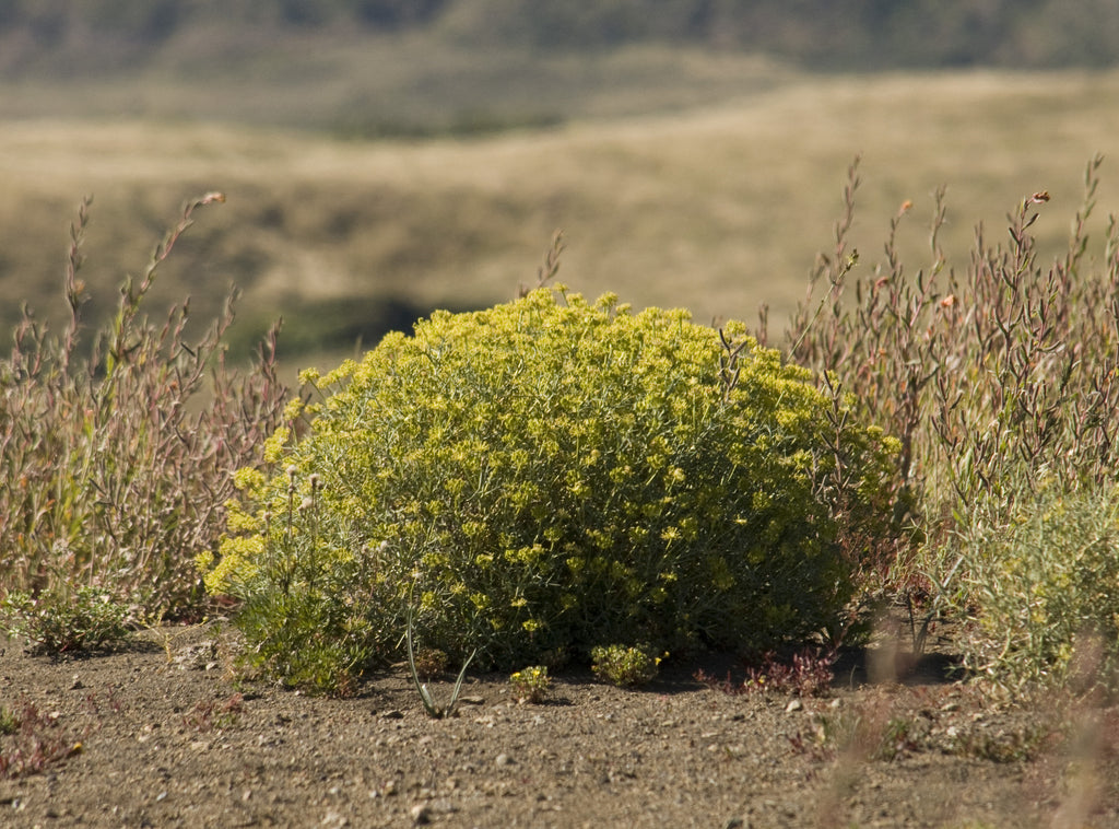 Mulinum spinosum — Neneo