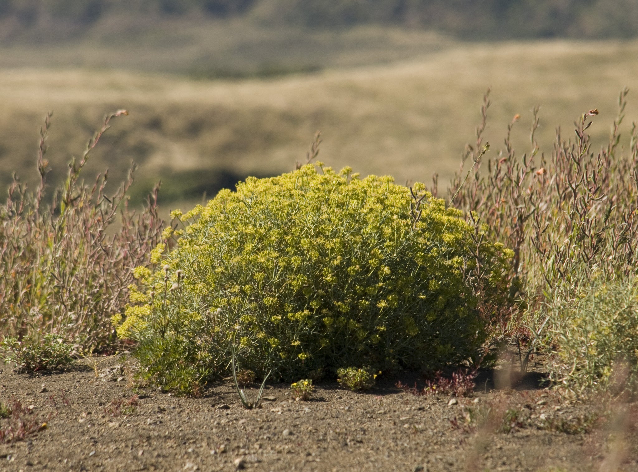 Mulinum spinosum — Neneo