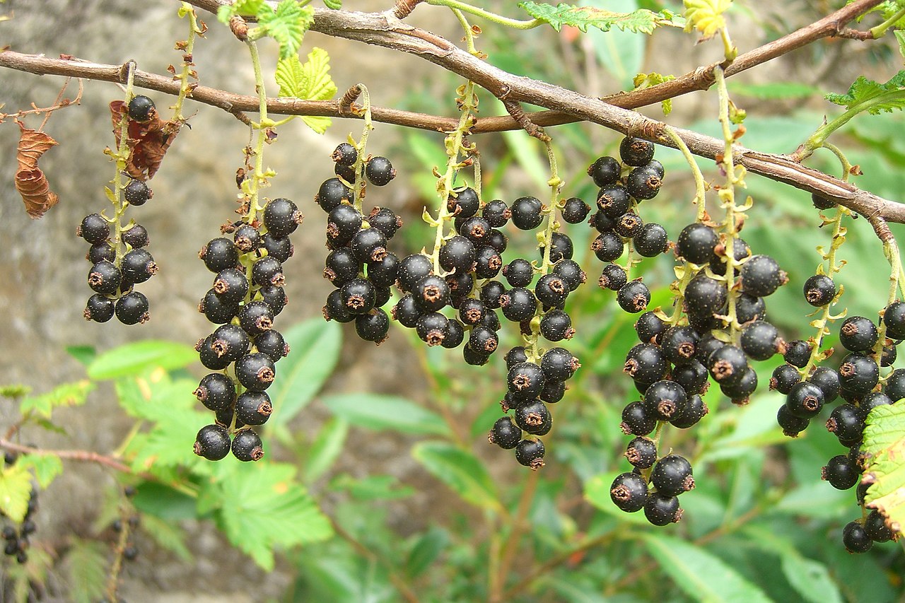Ribes magellanicum — Parrilla