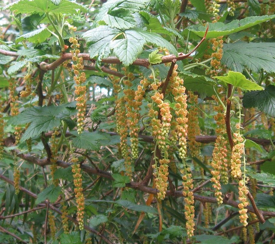 Ribes magellanicum — Parrilla