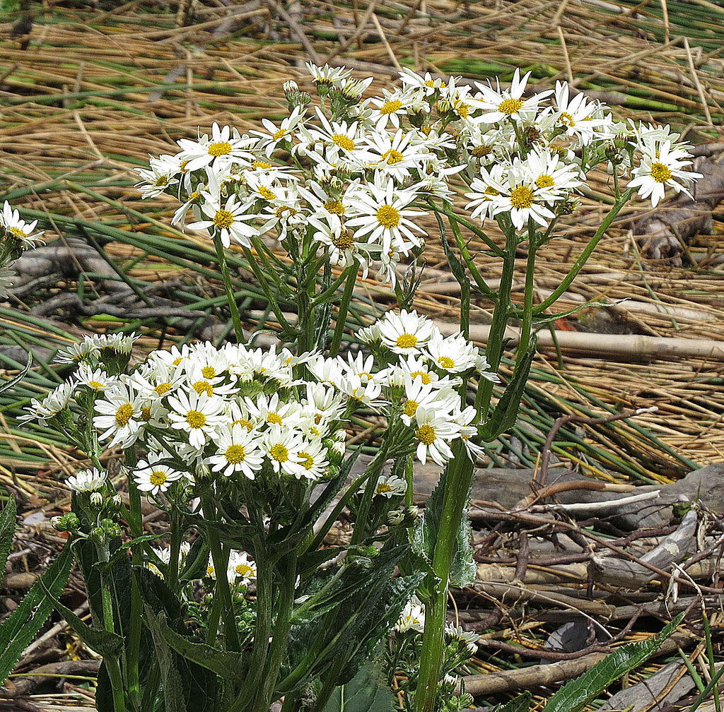 Senecio smithii — Hoja de Paco