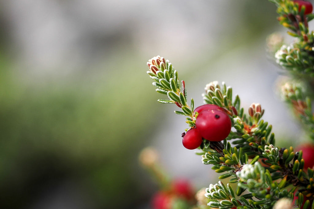 Empetrum rubrum — Brecillo