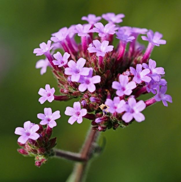 Verbena bonariensis — Verbena (introducida)