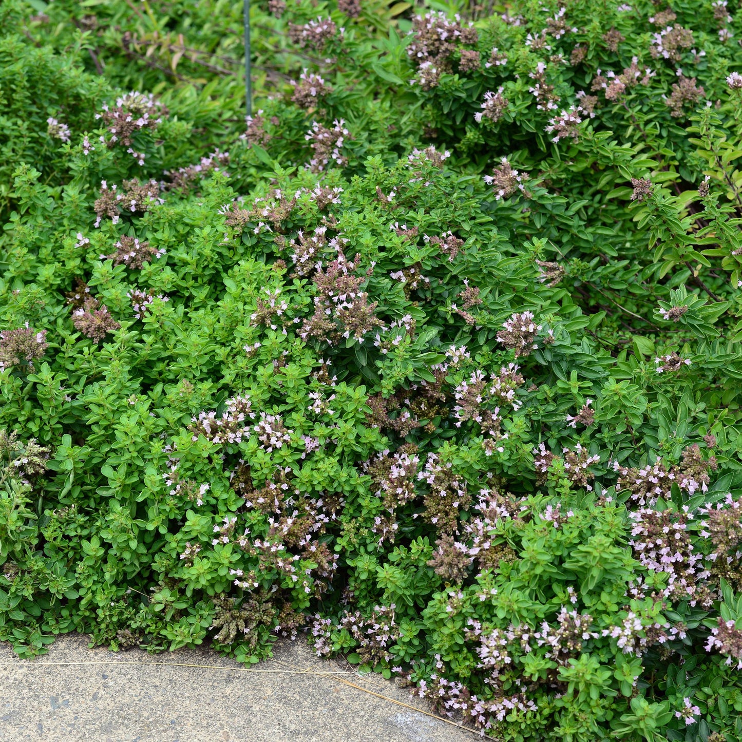 Origanum vulgare — Orégano