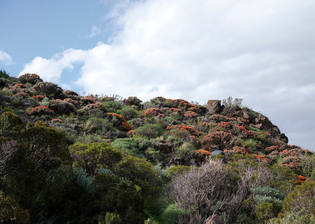 Anarthrophyllum desideratum — Neneo macho