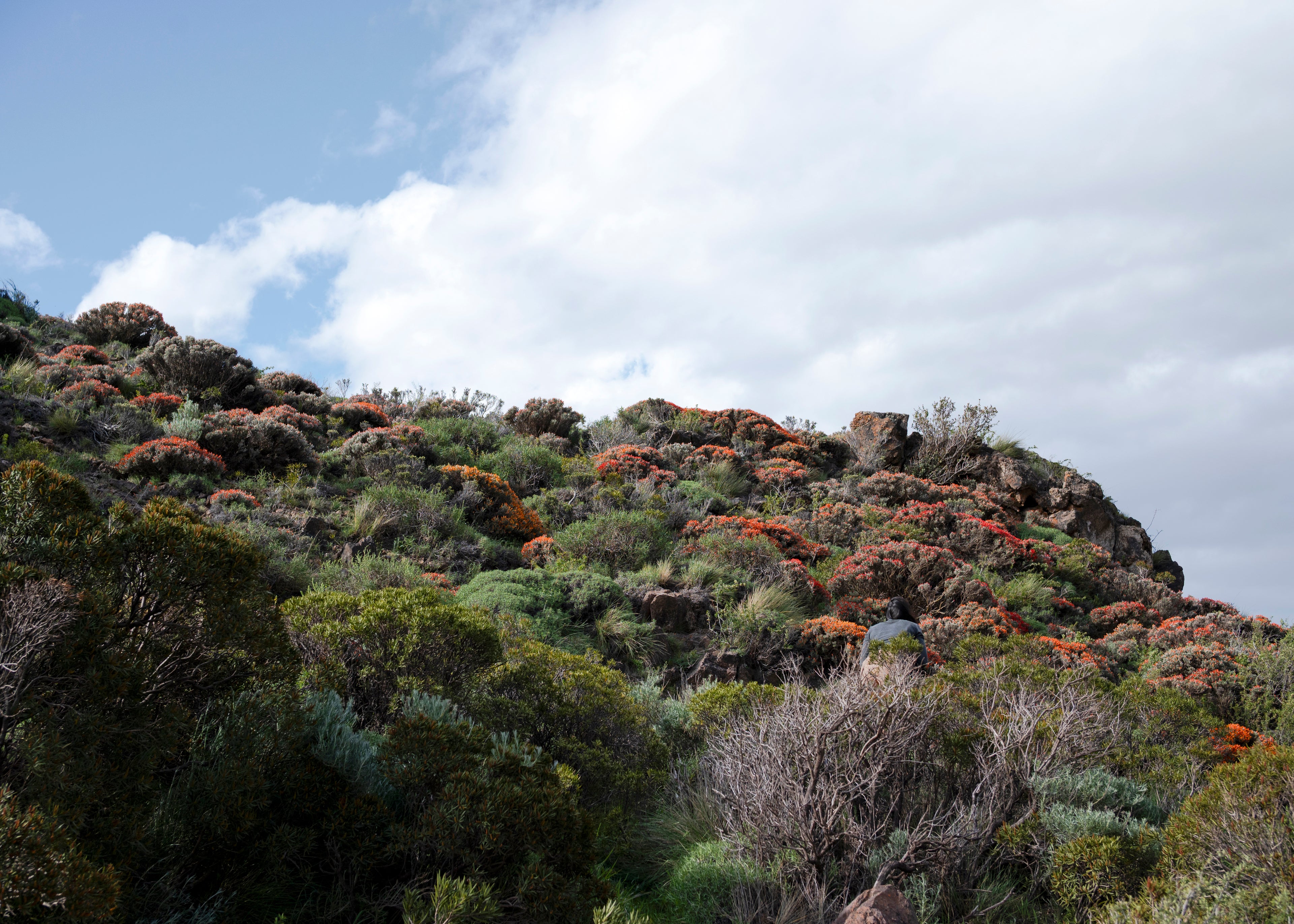 Anarthrophyllum desideratum — Neneo macho