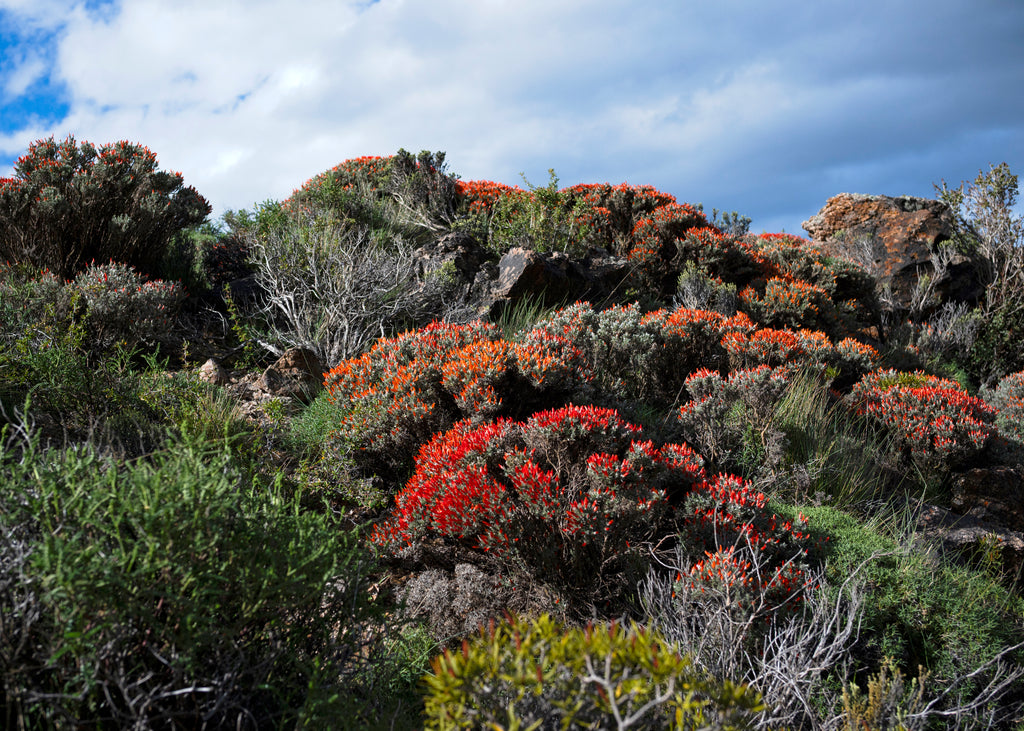 Anarthrophyllum desideratum — Neneo macho