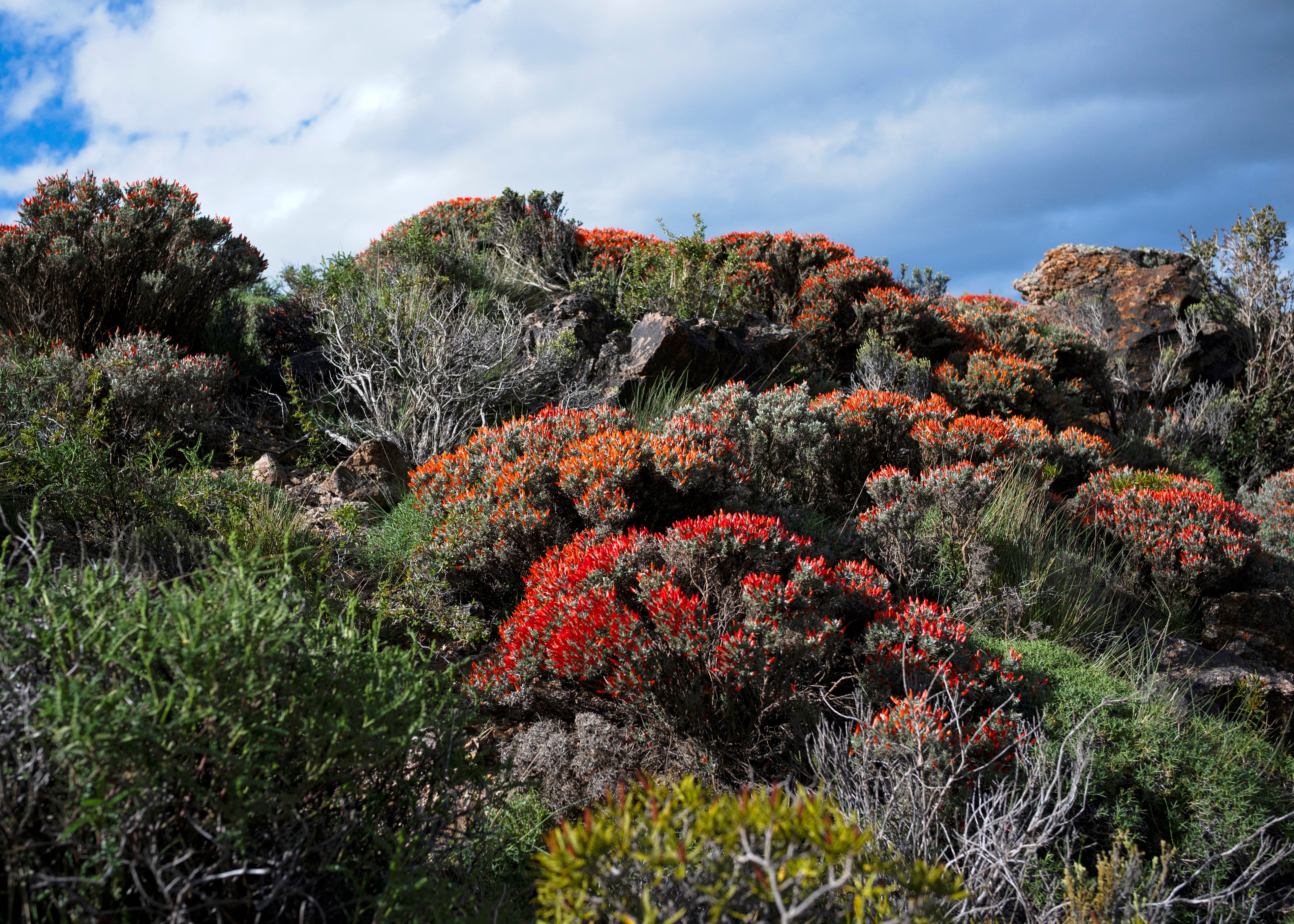 Anarthrophyllum desideratum — Neneo macho