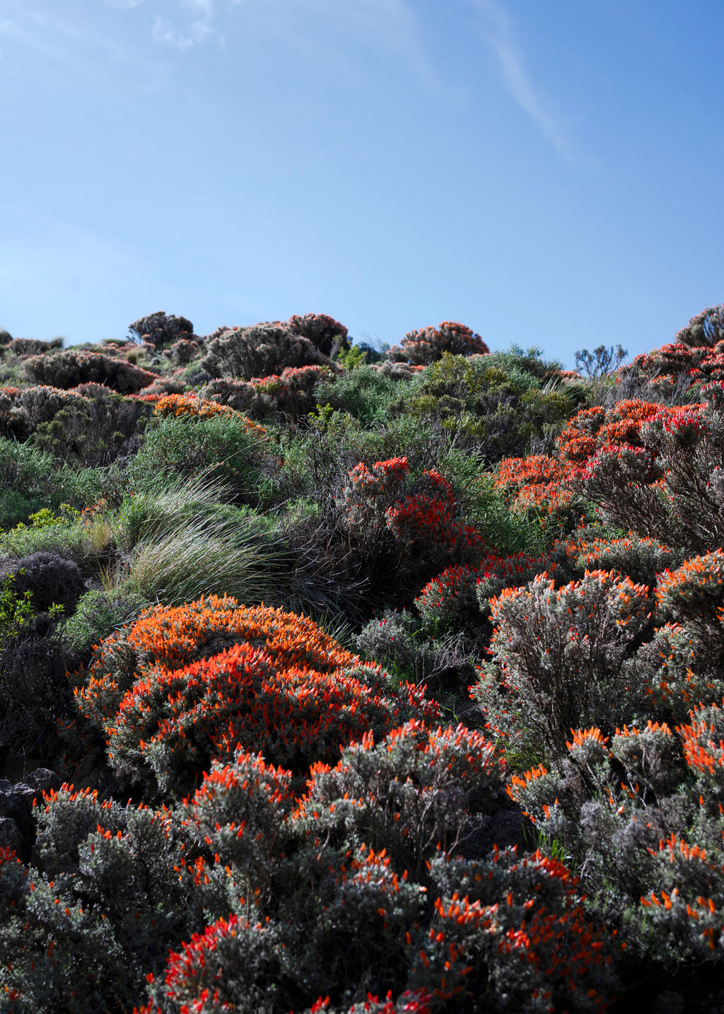 Anarthrophyllum desideratum — Neneo macho