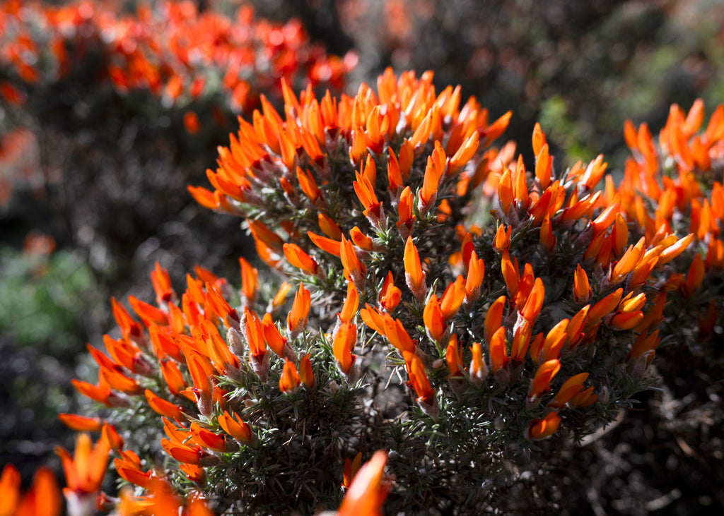 Anarthrophyllum desideratum — Neneo macho