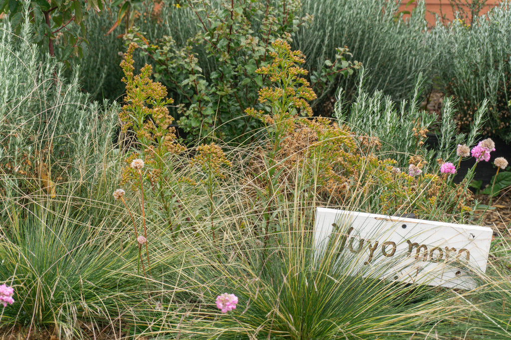 Bosque Miyawaki Jardín Infantil Gabriela Mistral