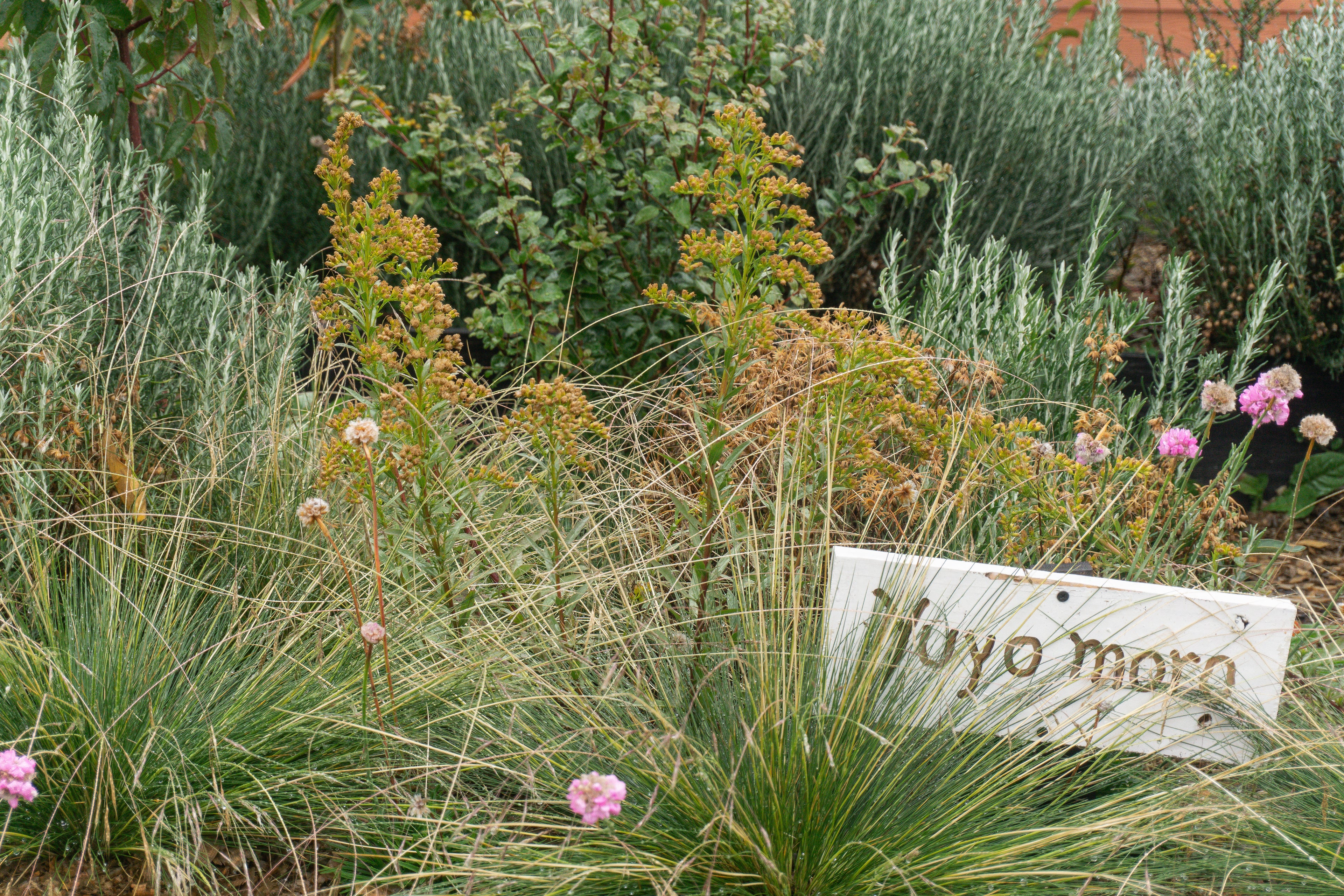 Bosque Miyawaki Jardín Infantil Gabriela Mistral