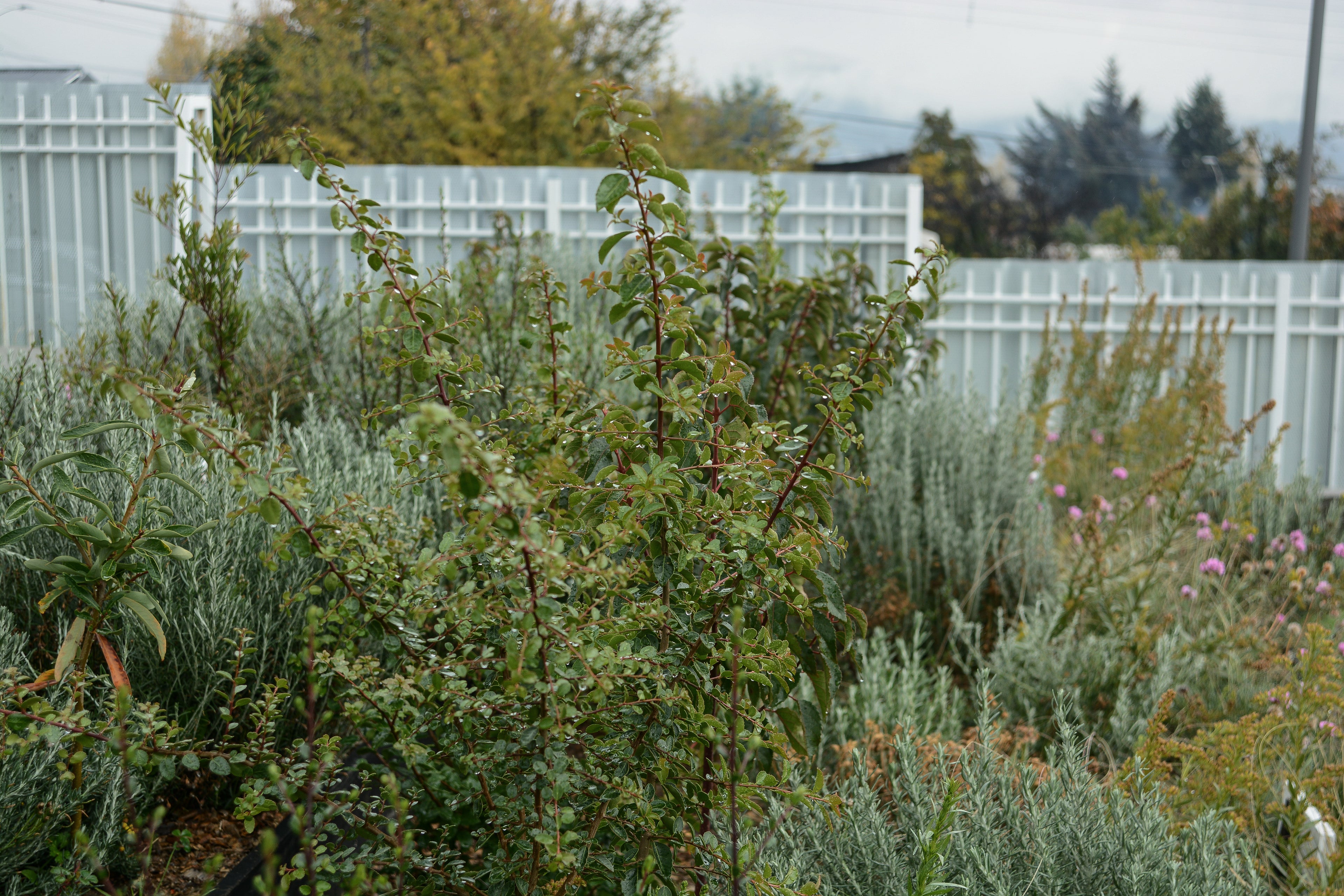 Bosque Miyawaki Jardín Infantil Gabriela Mistral