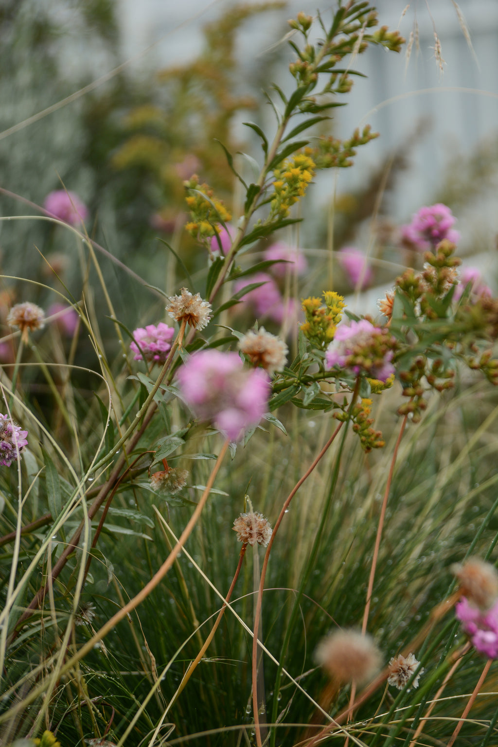 Bosque Miyawaki Jardín Infantil Gabriela Mistral