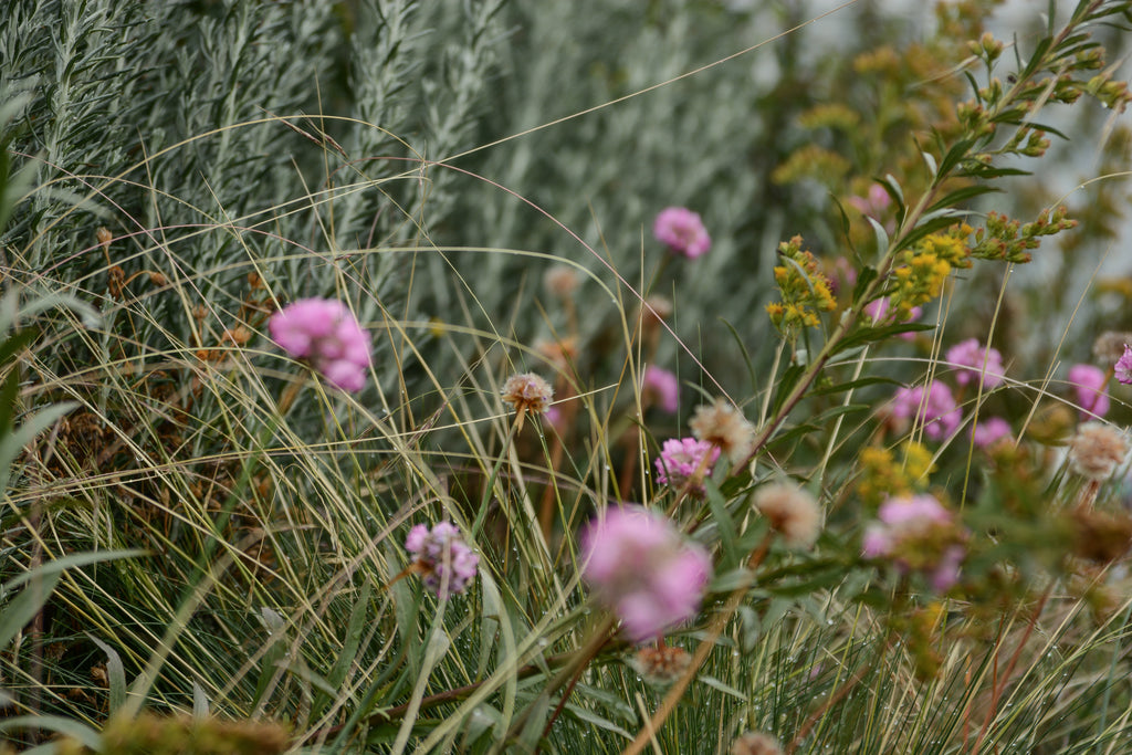 Bosque Miyawaki Jardín Infantil Gabriela Mistral