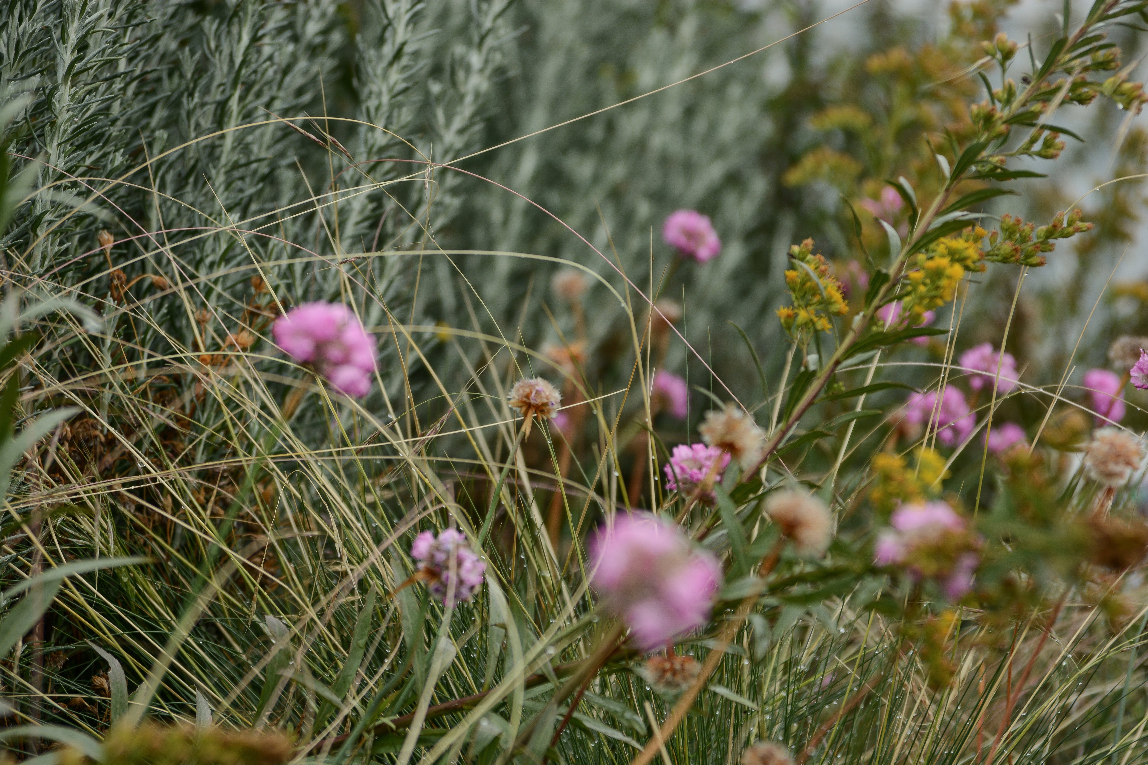 Bosque Miyawaki Jardín Infantil Gabriela Mistral
